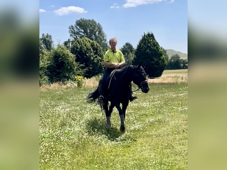 Hannoveraner Wallach 7 Jahre 173 cm Rappe in Sehnde