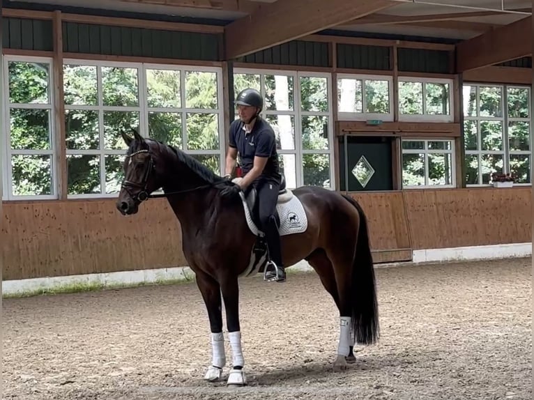 Hannoveraner Wallach 7 Jahre 174 cm Brauner in Sandbostel