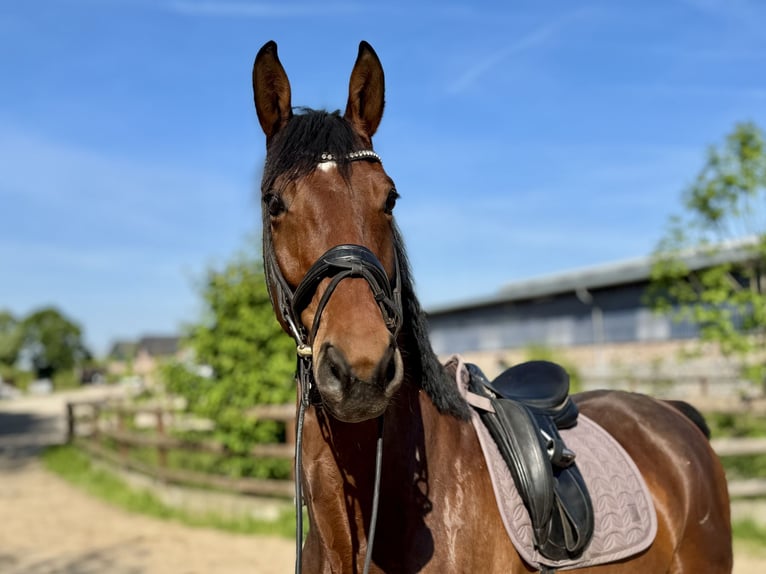 Hannoveraner Wallach 7 Jahre 174 cm Brauner in Grevenbroich