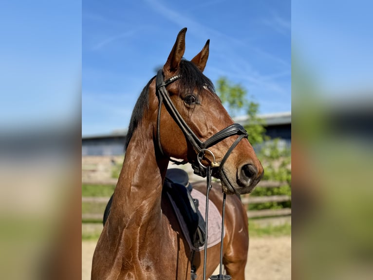 Hannoveraner Wallach 7 Jahre 174 cm Brauner in Grevenbroich