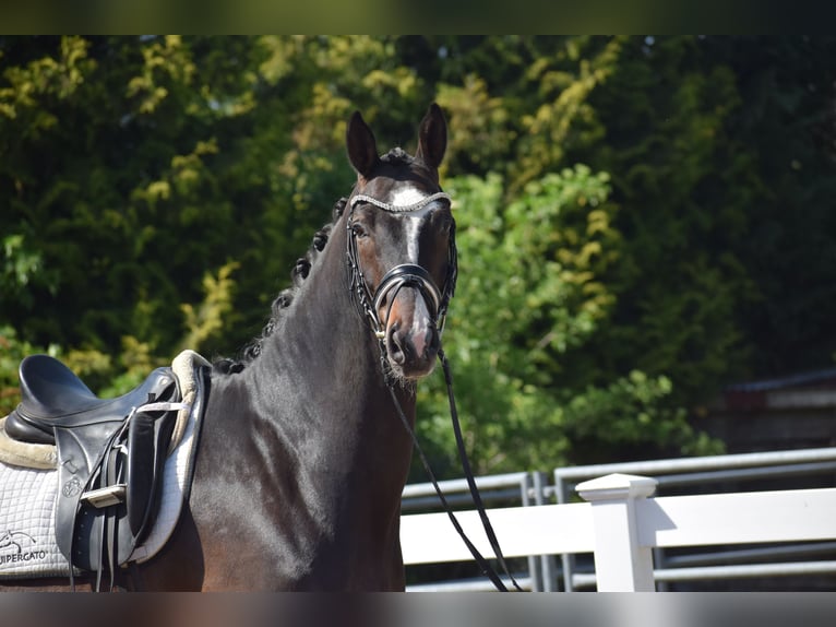 Hannoveraner Wallach 7 Jahre 174 cm Dunkelbrauner in Dätgen