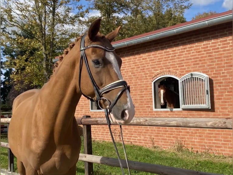 Hannoveraner Wallach 7 Jahre 174 cm Fuchs in Stolzenau Anemolter-Schinna, Anemolter