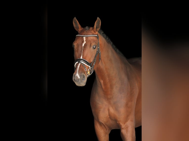 Hannoveraner Wallach 7 Jahre 175 cm Brauner in Bodenkirchen