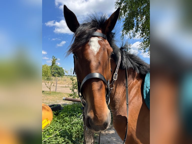 Hannoveraner Wallach 7 Jahre 175 cm Brauner in StahnsdorfSchenkenhorst