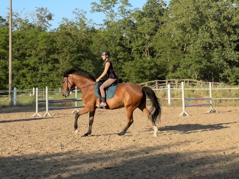 Hannoveraner Wallach 7 Jahre 175 cm Brauner in StahnsdorfSchenkenhorst