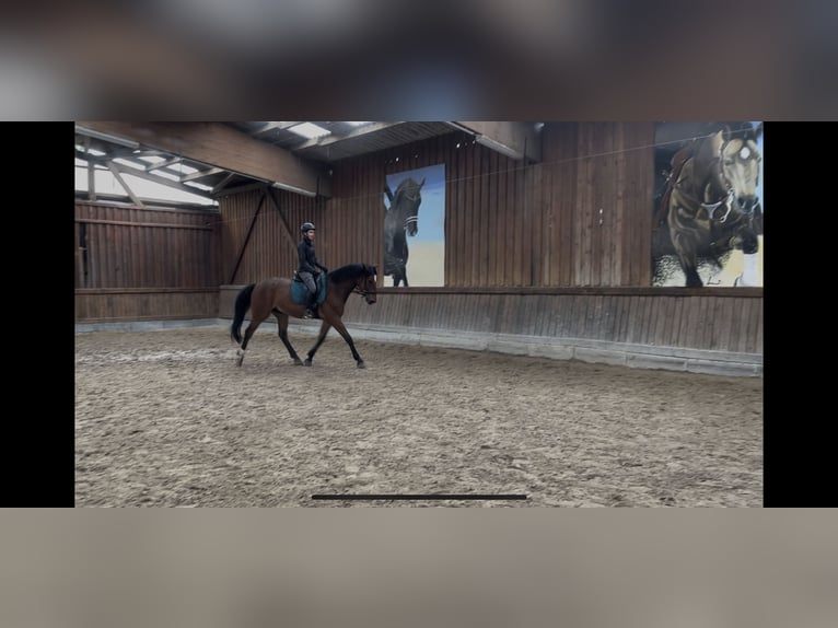 Hannoveraner Wallach 7 Jahre 175 cm Brauner in StahnsdorfSchenkenhorst