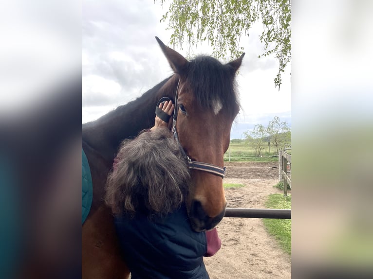 Hannoveraner Wallach 7 Jahre 175 cm Brauner in StahnsdorfSchenkenhorst