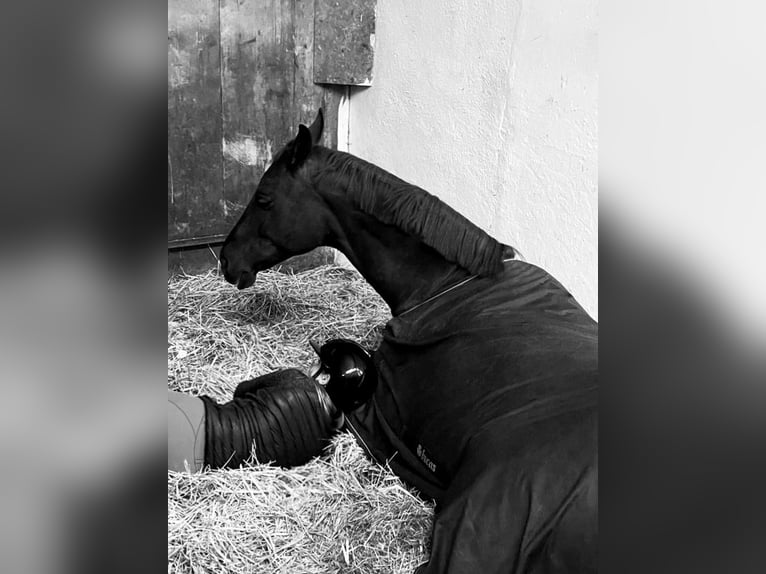 Hannoveraner Wallach 7 Jahre 175 cm Dunkelfuchs in Brunnthal