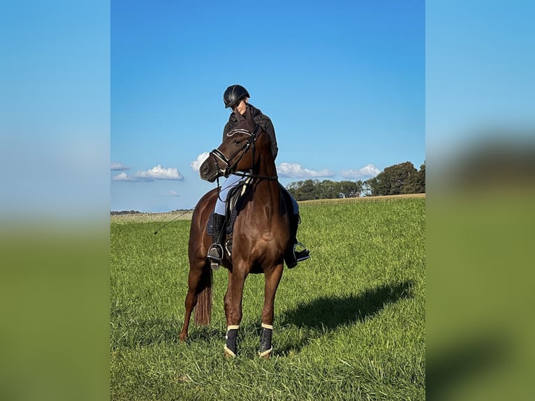 Hannoveraner Wallach 7 Jahre 175 cm Dunkelfuchs in BrunnthalBrunnthal