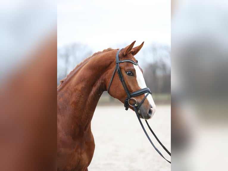 Hannoveraner Wallach 7 Jahre 175 cm Fuchs in Haaksbergen