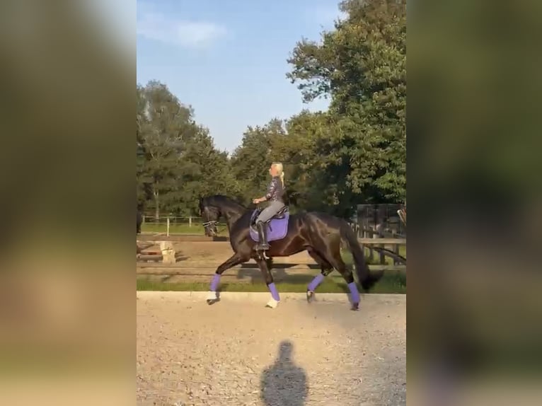 Hannoveraner Wallach 7 Jahre 175 cm Rappe in D&#xFC;sseldorf