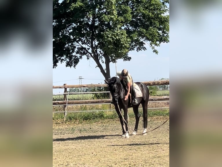 Hannoveraner Wallach 7 Jahre 175 cm Rappe in Mühlenbecker Land