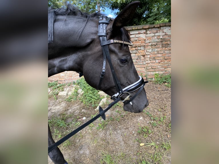Hannoveraner Wallach 7 Jahre 175 cm Rappe in Mühlenbecker Land