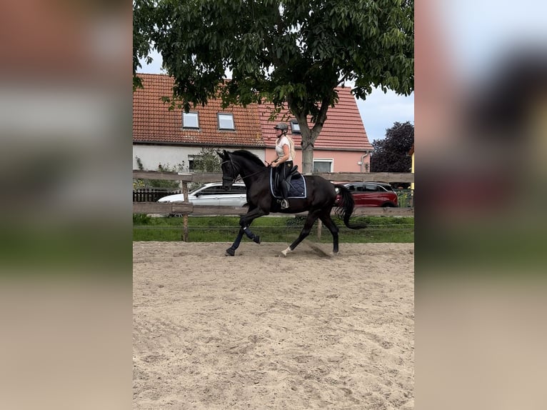 Hannoveraner Wallach 7 Jahre 175 cm Rappe in Mühlenbecker Land
