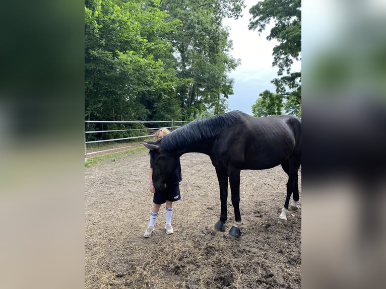 Hannoveraner Wallach 7 Jahre 175 cm Rappe in Mühlenbecker Land