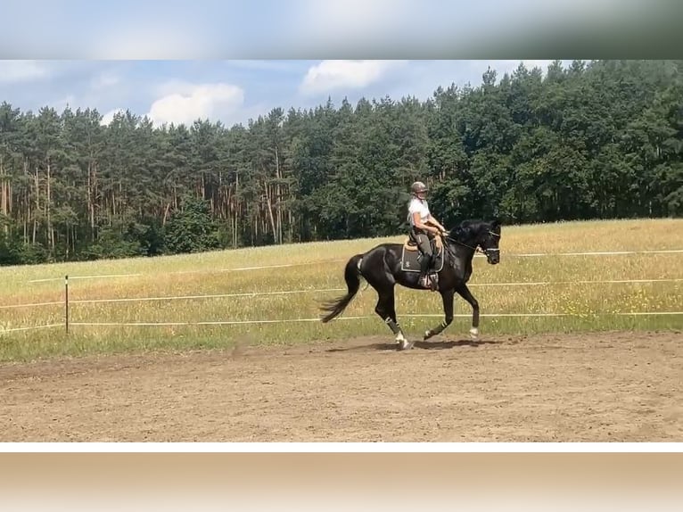 Hannoveraner Wallach 7 Jahre 175 cm Rappe in M&#xFC;hlenbecker Land