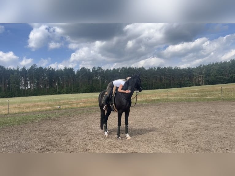 Hannoveraner Wallach 7 Jahre 175 cm Rappe in M&#xFC;hlenbecker Land