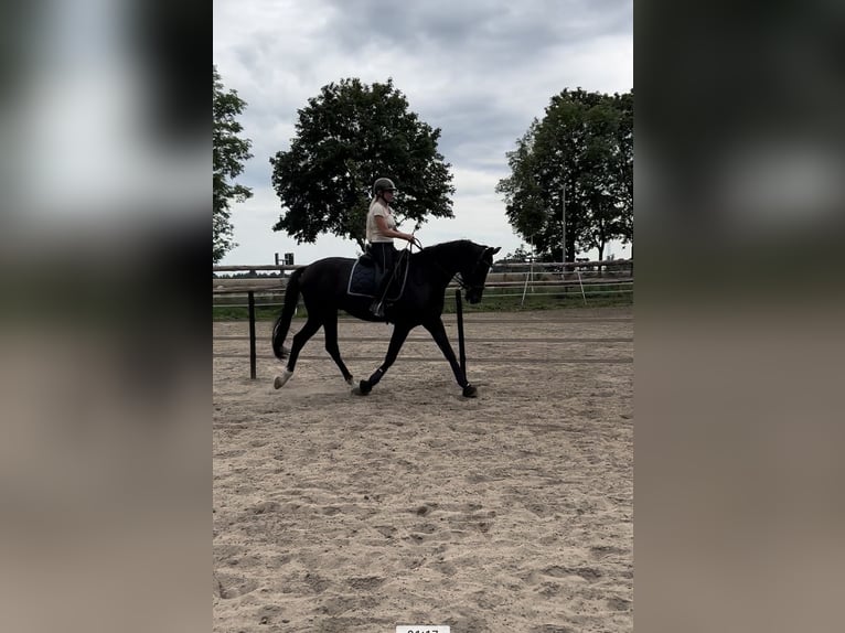 Hannoveraner Wallach 7 Jahre 175 cm Rappe in M&#xFC;hlenbecker Land