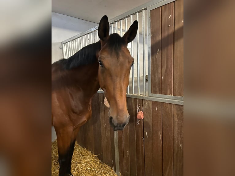 Hannoveraner Wallach 7 Jahre 176 cm Brauner in Leverkusen