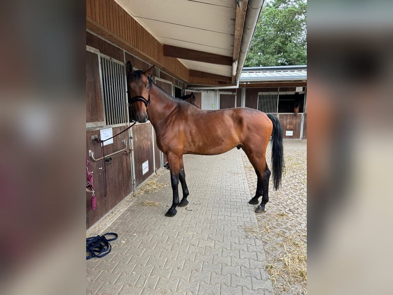 Hannoveraner Wallach 7 Jahre 176 cm Brauner in Leverkusen