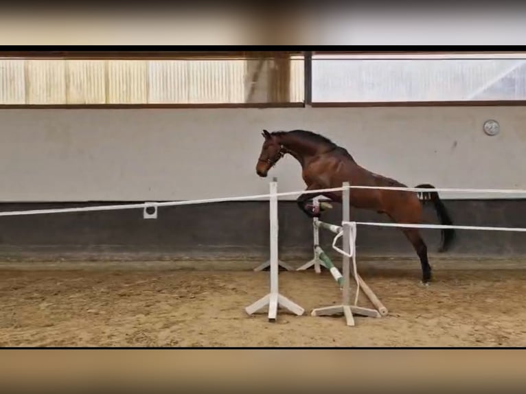 Hannoveraner Wallach 7 Jahre 176 cm Hellbrauner in Neuwied