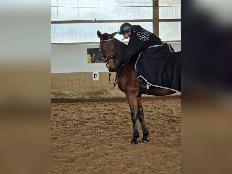 Hannoveraner Wallach 7 Jahre 176 cm Hellbrauner in Neuwied