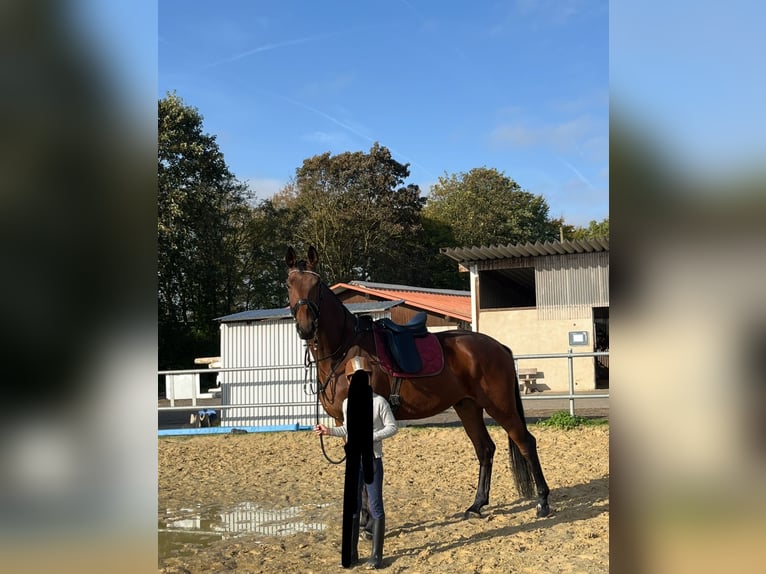 Hannoveraner Wallach 7 Jahre 176 cm Hellbrauner in Neuwied