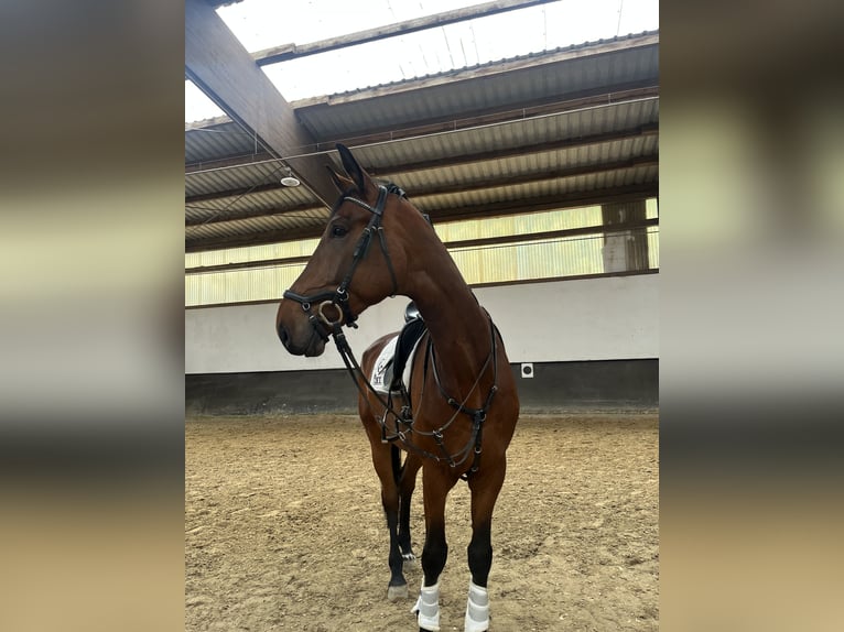 Hannoveraner Wallach 7 Jahre 176 cm Hellbrauner in Neuwied