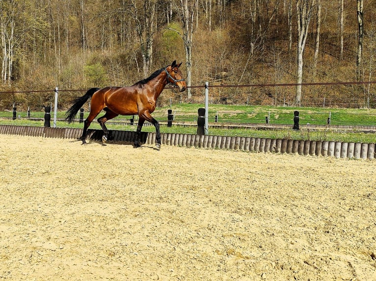 Hannoveraner Wallach 7 Jahre 176 cm Hellbrauner in Neuwied