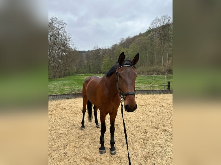 Hannoveraner Wallach 7 Jahre 176 cm Hellbrauner in Neuwied