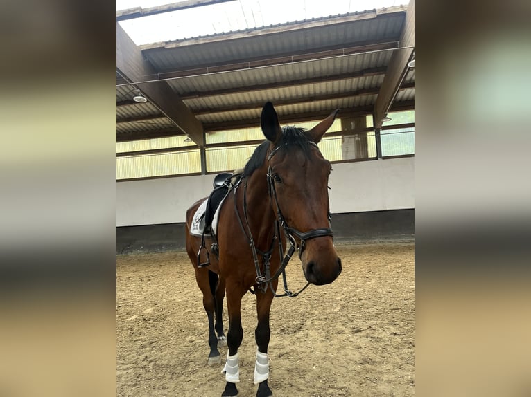Hannoveraner Wallach 7 Jahre 176 cm Hellbrauner in Neuwied