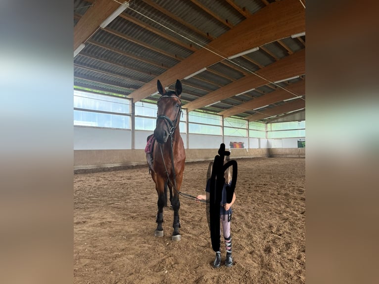 Hannoveraner Wallach 7 Jahre 176 cm Hellbrauner in Neuwied