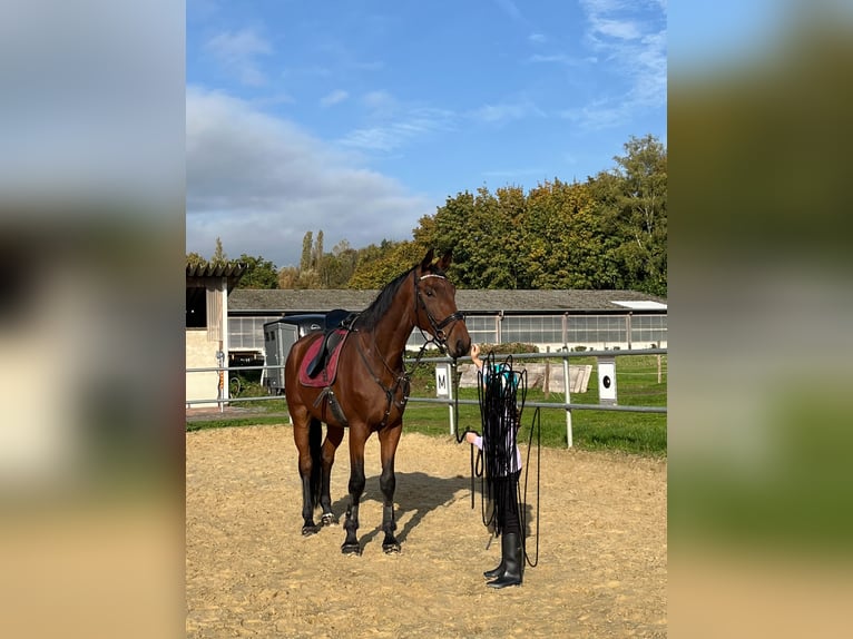 Hannoveraner Wallach 7 Jahre 176 cm Hellbrauner in Neuwied