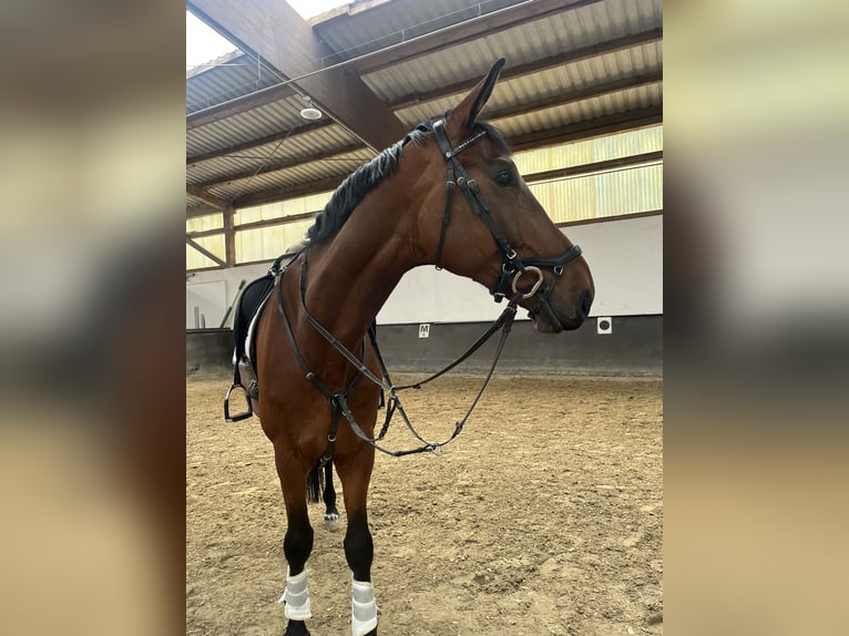 Hannoveraner Wallach 7 Jahre 176 cm Hellbrauner in Neuwied