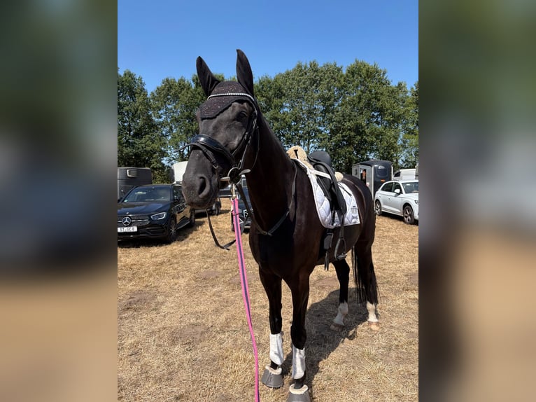 Hannoveraner Wallach 7 Jahre 176 cm Rappe in Ringe