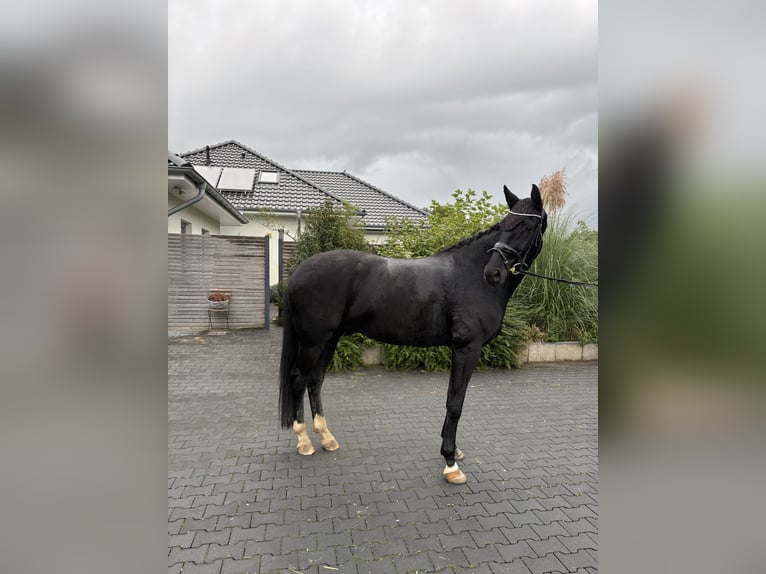 Hannoveraner Wallach 7 Jahre 176 cm Rappe in Ringe