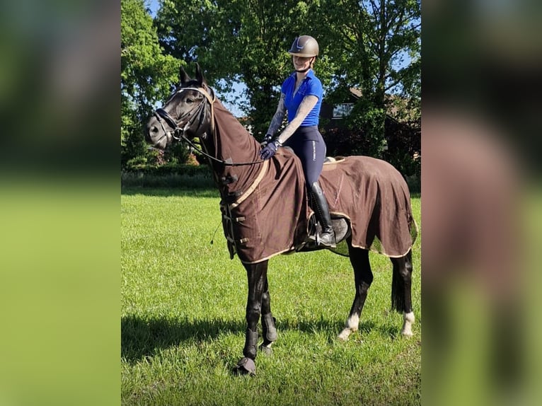 Hannoveraner Wallach 7 Jahre 176 cm Rappe in Ringe