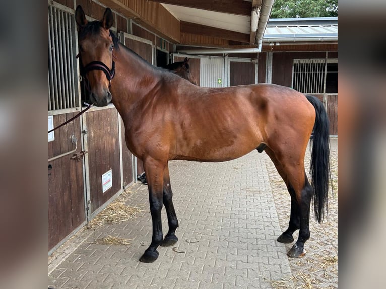 Hannoveraner Wallach 7 Jahre 177 cm Brauner in Langenfeld