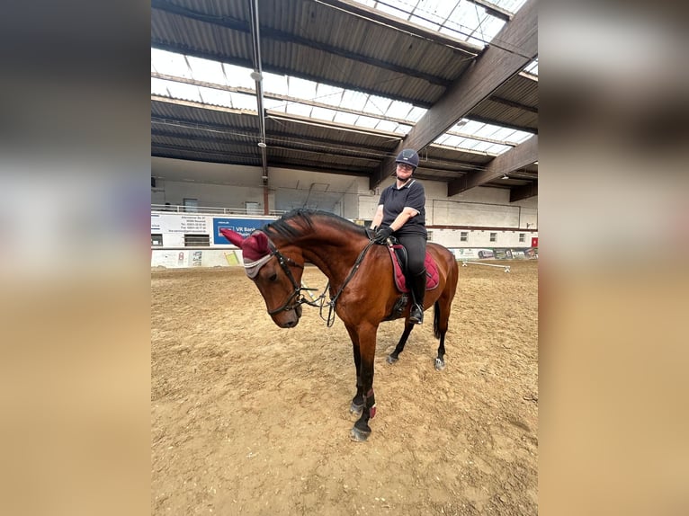 Hannoveraner Wallach 7 Jahre 177 cm Brauner in Langenfeld