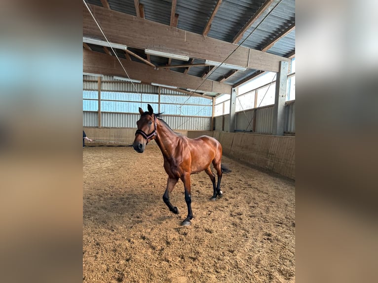 Hannoveraner Wallach 7 Jahre 177 cm Brauner in Langenfeld