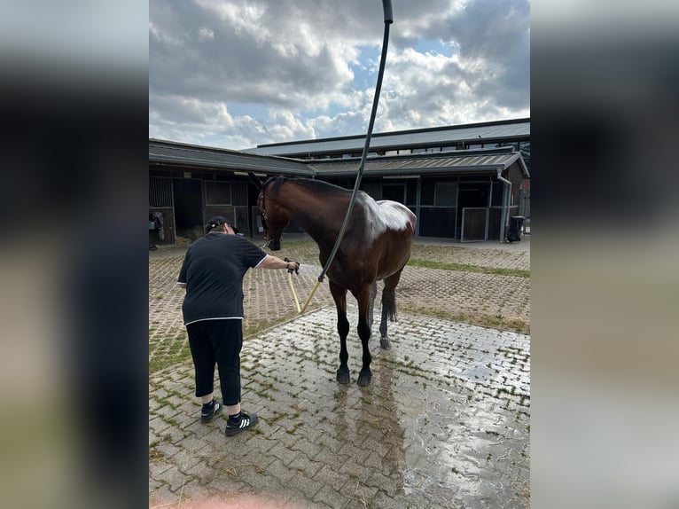 Hannoveraner Wallach 7 Jahre 177 cm Brauner in Langenfeld