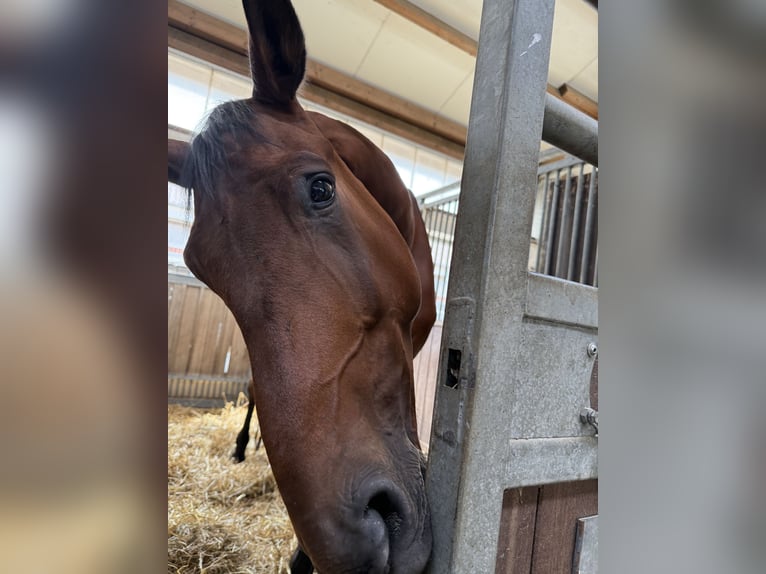 Hannoveraner Wallach 7 Jahre 177 cm Brauner in Langenfeld