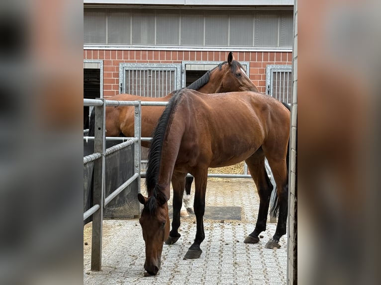 Hannoveraner Wallach 7 Jahre 177 cm Brauner in Langenfeld