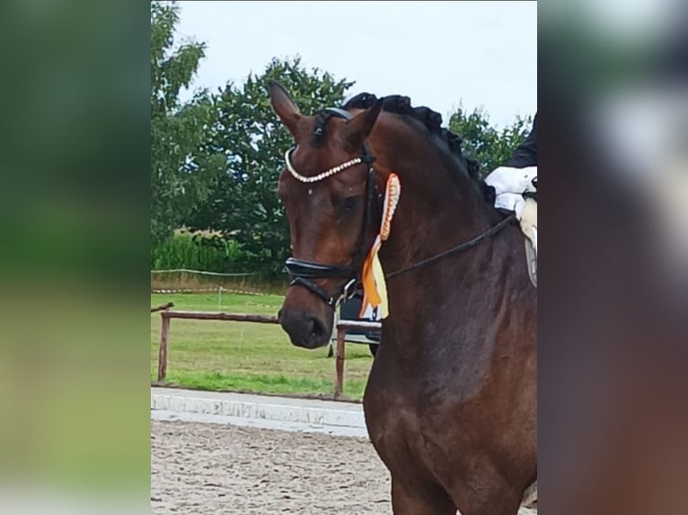 Hannoveraner Wallach 7 Jahre 177 cm Dunkelbrauner in Walsrode
