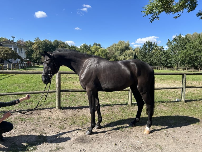 Hannoveraner Wallach 7 Jahre 177 cm Rappe in Lahr/SchwarzwaldLahr