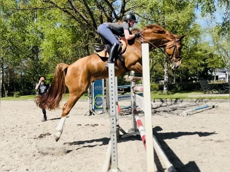 Hannoveraner Wallach 7 Jahre 178 cm Fuchs in Sottrum