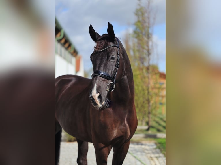 Hannoveraner Wallach 7 Jahre 178 cm Rappe in Wien, Innere Stadt