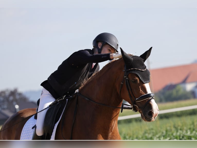 Hannoveraner Wallach 7 Jahre 179 cm Fuchs in Bruck