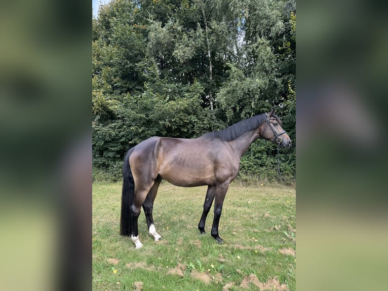 Hannoveraner Wallach 7 Jahre 180 cm Brauner in Hollenstedt