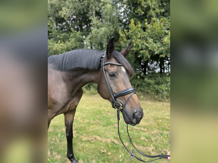 Hannoveraner Wallach 7 Jahre 180 cm Brauner in Hollenstedt